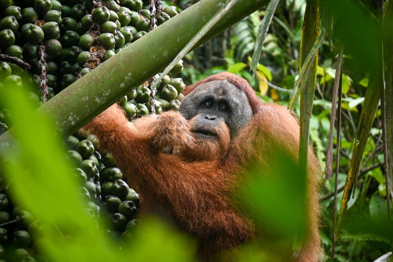 Sumatra Expedition Lodge Bukit Lawang Exterior photo